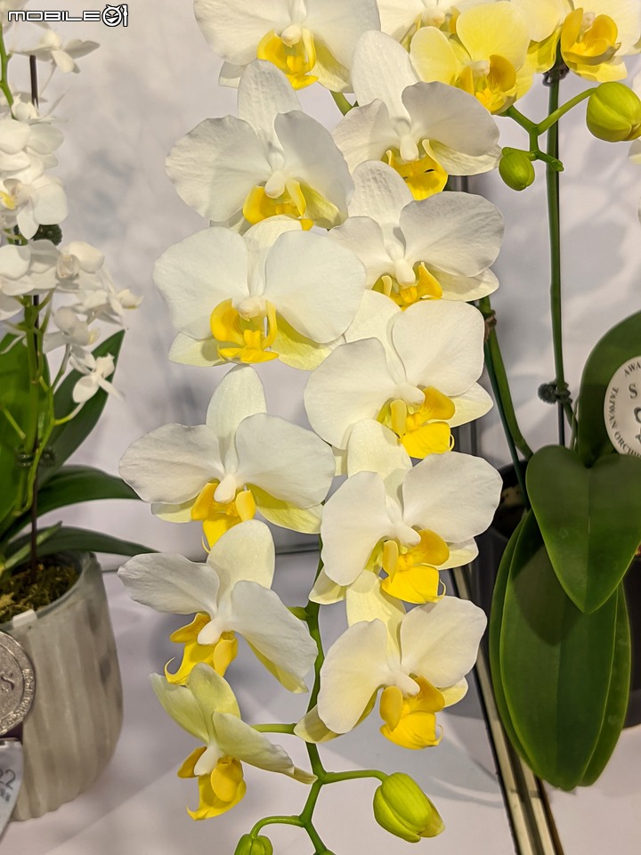 蘭花展 台南市後壁區蘭花生物科技園區 03/26
