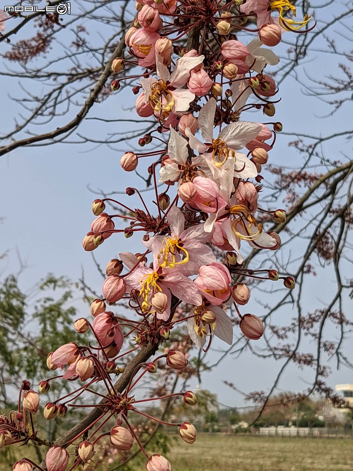 花旗木 台南市西港區金砂里新寮 03/18