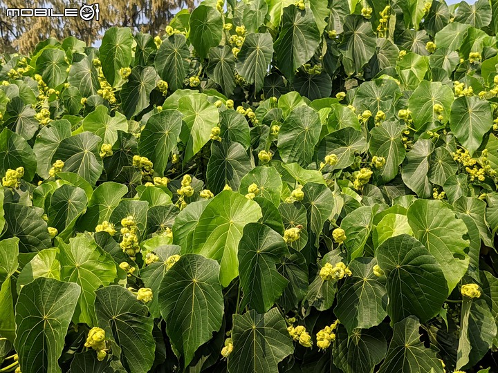血桐+構樹 台南市安平區四草大橋 03/10