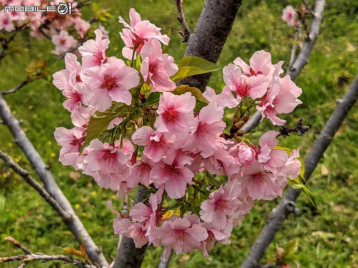 垂柳+河津櫻 台南市東區巴克禮公園 03/20