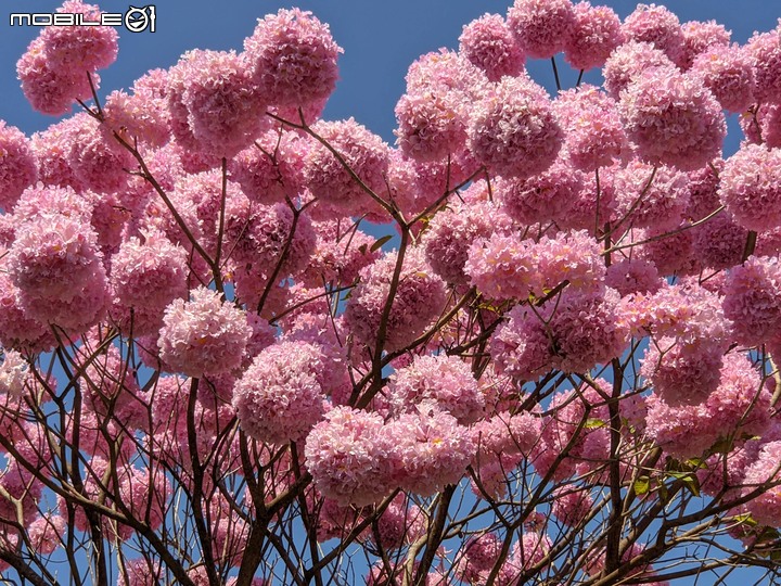 紅花風鈴木 台南市東區南紡購物中心 03/13