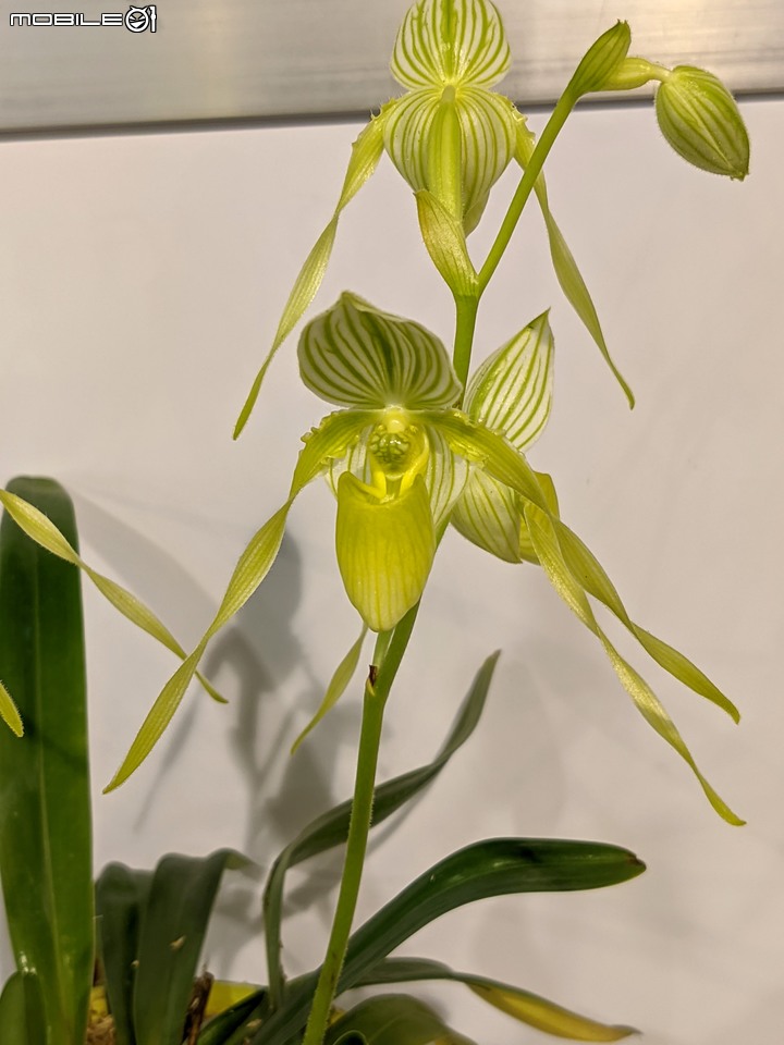 蘭花展 台南市後壁區蘭花生物科技園區 03/26