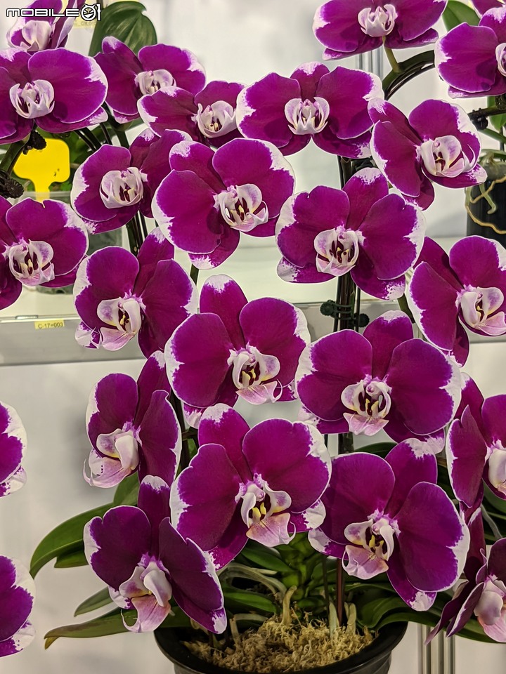蘭花展 台南市後壁區蘭花生物科技園區 03/26