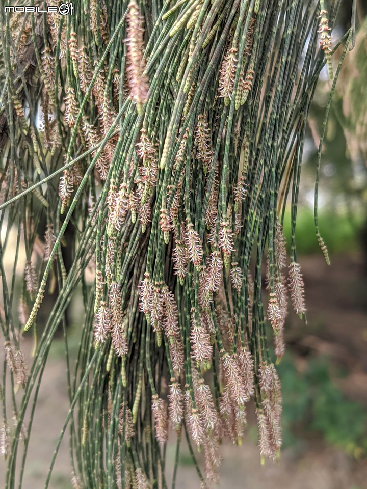 木麻黃 台南市安平區湖濱水鳥公園 03/20