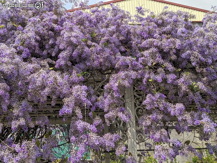 錫葉藤 台南市永康區藝園園藝 03/18