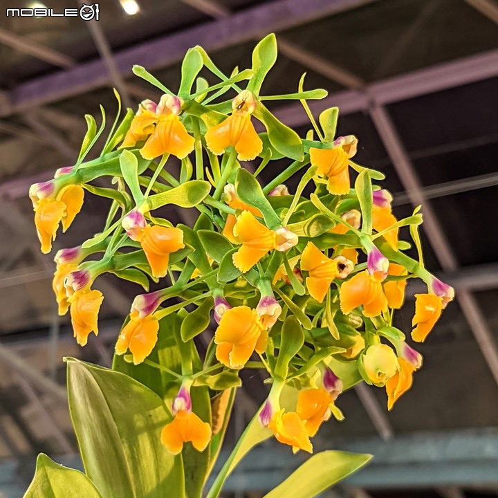 蘭花展 台南市後壁區蘭花生物科技園區 03/26