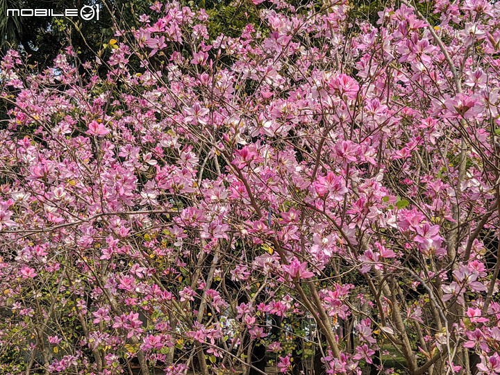 羊蹄甲 台南市北區台南公園 03/06