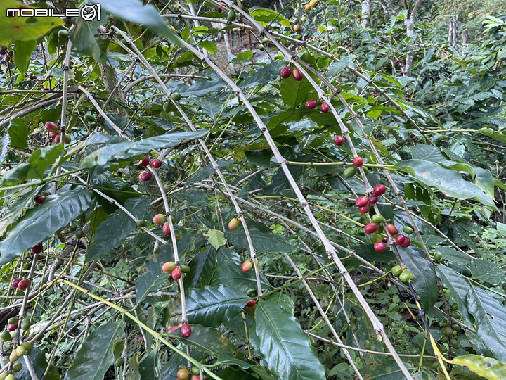 谷關七雄完登紀錄｜挑戰百岳前的最佳訓練場！