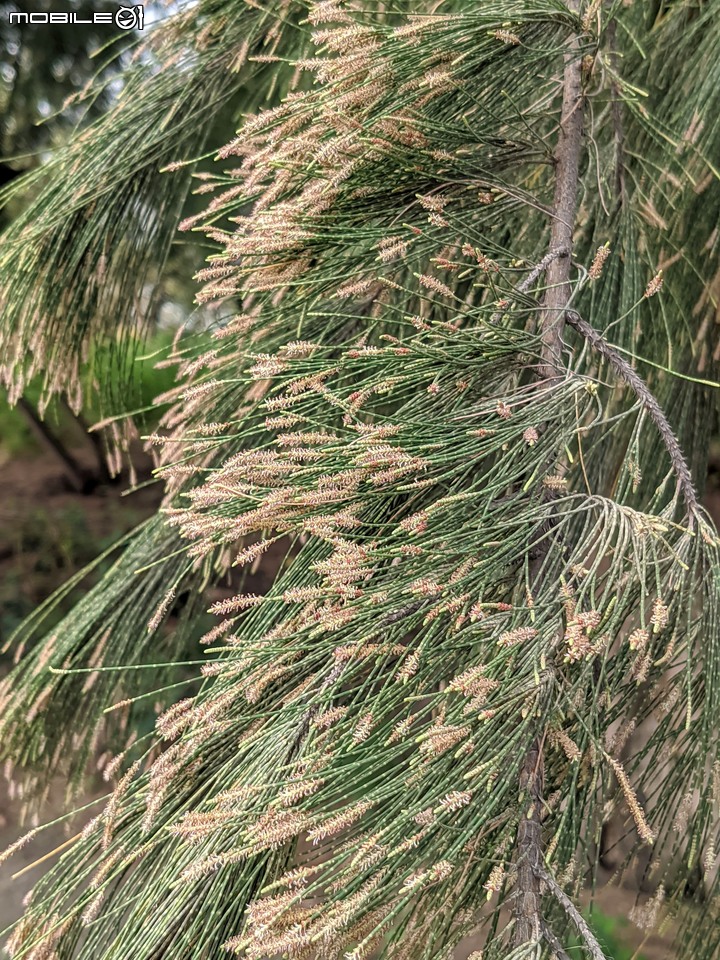木麻黃 台南市安平區湖濱水鳥公園 03/20