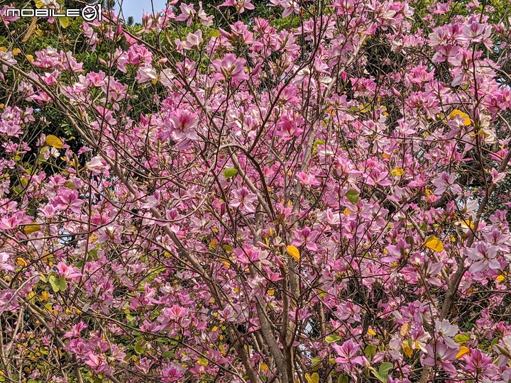 羊蹄甲 台南市北區台南公園 03/06