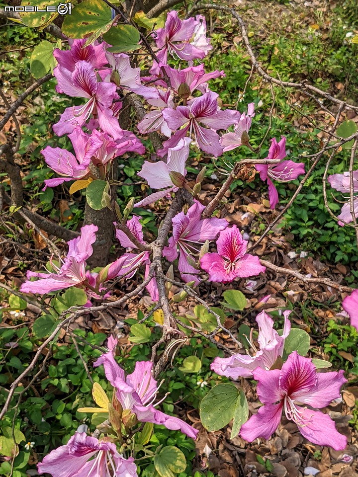 羊蹄甲 台南市北區台南公園 03/06
