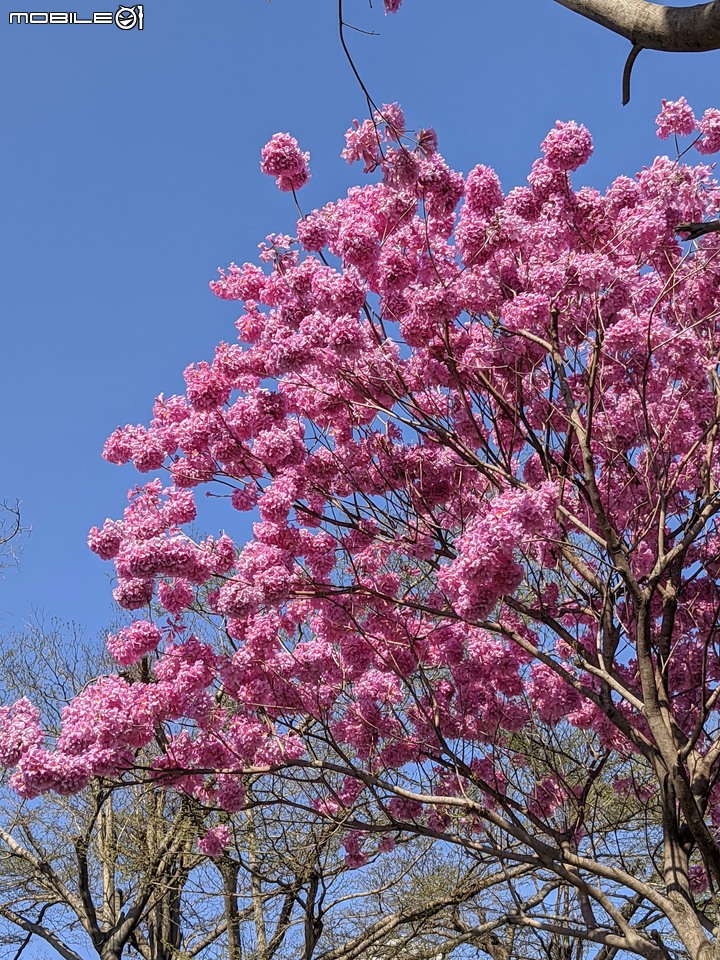 黃花+紅花風鈴木 台南市北區東豐路 03/12