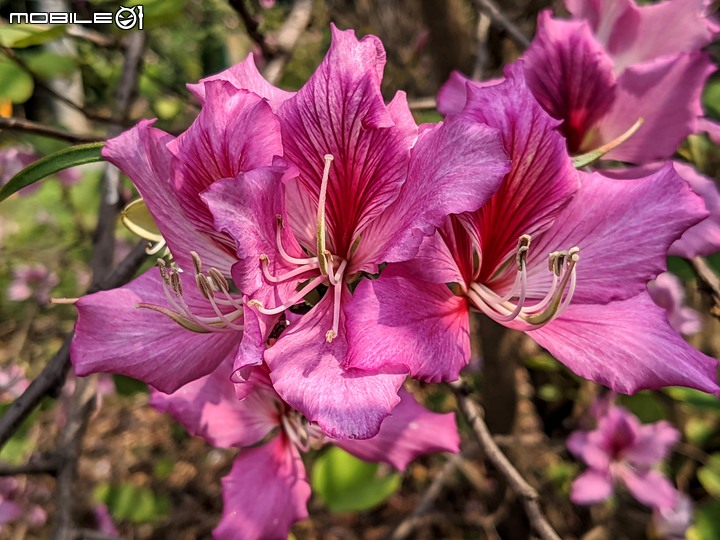 羊蹄甲 台南市北區台南公園 03/06