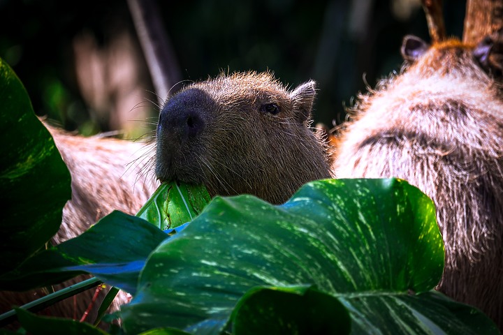 EOS R3隨手拍拍！台北市立動物園