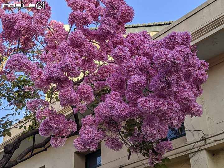 紅花風鈴木 台南市歸仁區歸仁美學館 03/09