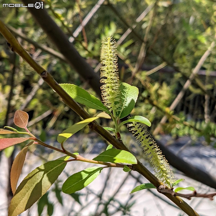 水柳 台南市南區竹溪水岸園區 03/13