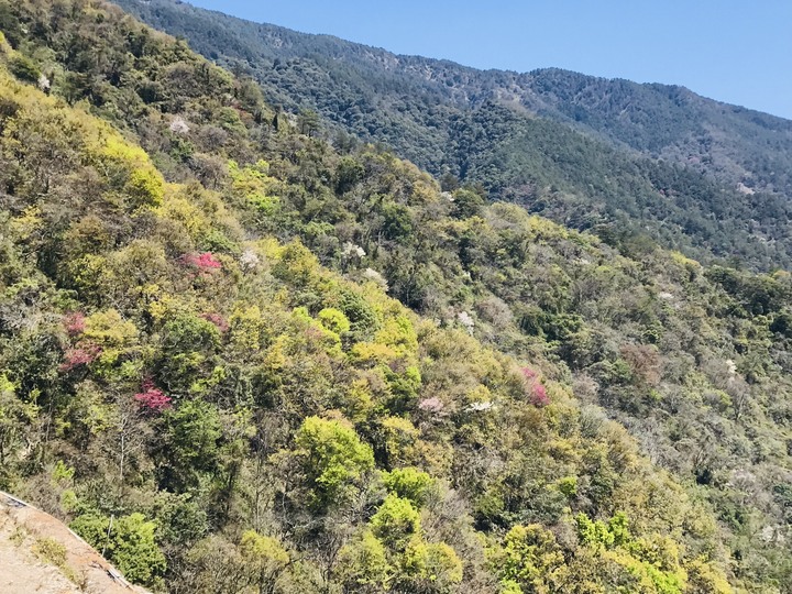 跨界 Cross 旅遊--翠巒、紅香、瑞岩、慈峰、翠峰、靜觀、合作、平靜、力行、華岡