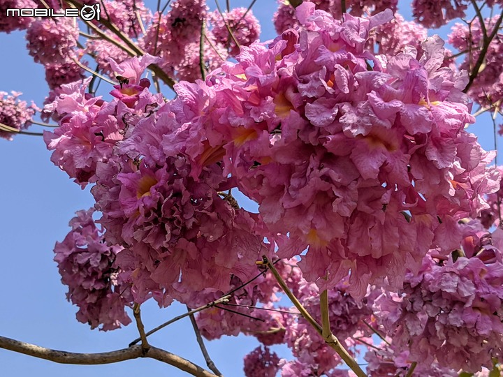 紅花風鈴木 台南市東區南紡購物中心 03/13