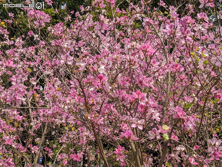 羊蹄甲 台南市北區台南公園 03/06