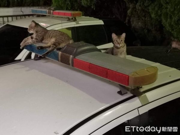 喵星人認真臉研究「報案電腦」警察笑問：在比價便宜罐罐？