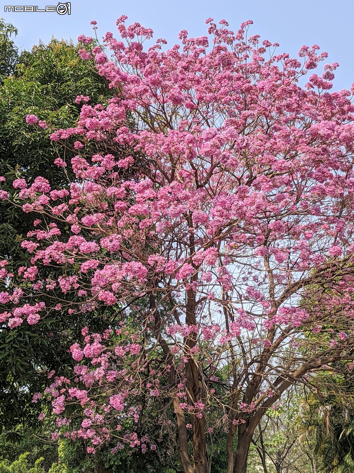紅花風鈴木 台南市南區水交社文化園區 03/06