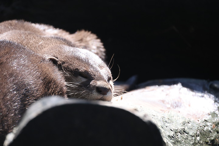 EOS R3隨手拍拍！台北市立動物園