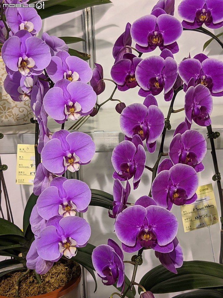 蘭花展 台南市後壁區蘭花生物科技園區 03/26