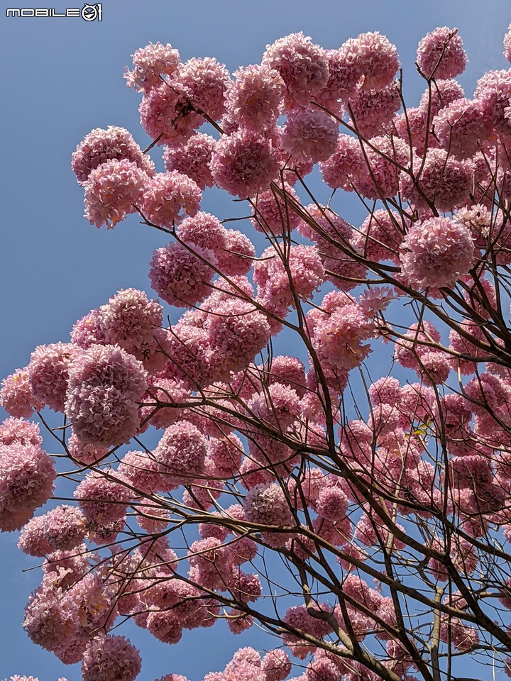 紅花風鈴木 台南市東區南紡購物中心 03/13