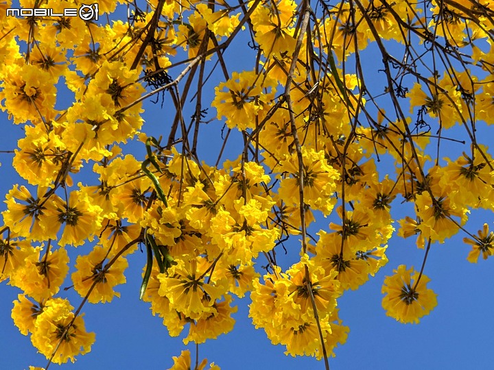 黃花+紅花風鈴木 台南市北區東豐路 03/12