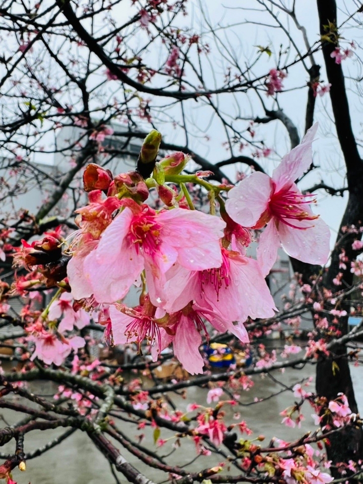 2022年2月中科崴立櫻花公園花況