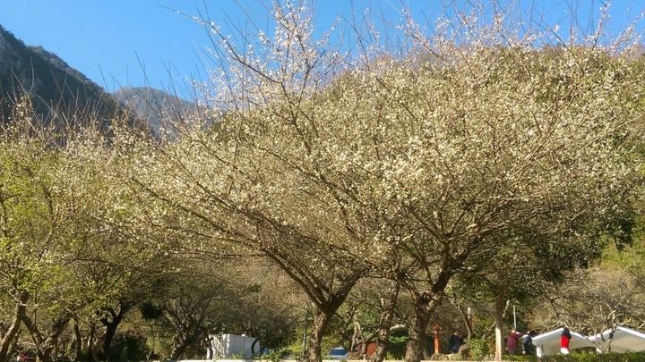 太魯閣健行步道之旅上集 (白楊、錐麓、山月)