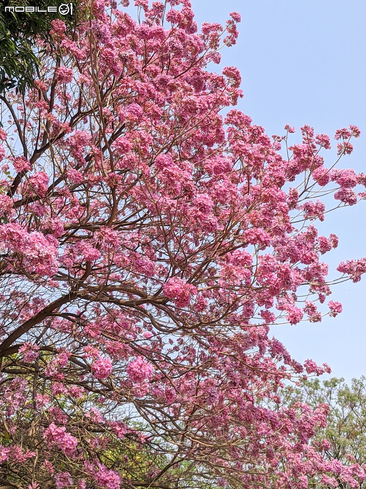 紅花風鈴木 台南市南區水交社文化園區 03/06