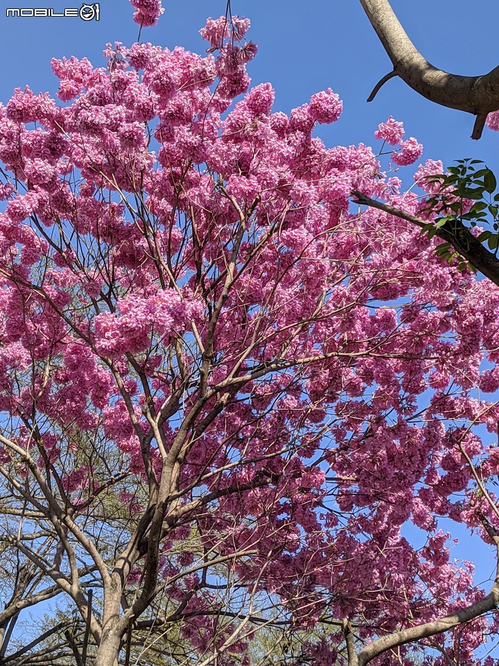 黃花+紅花風鈴木 台南市北區東豐路 03/12