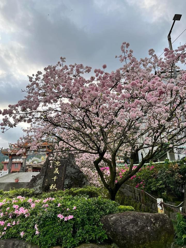 2022 天元宮花況報導