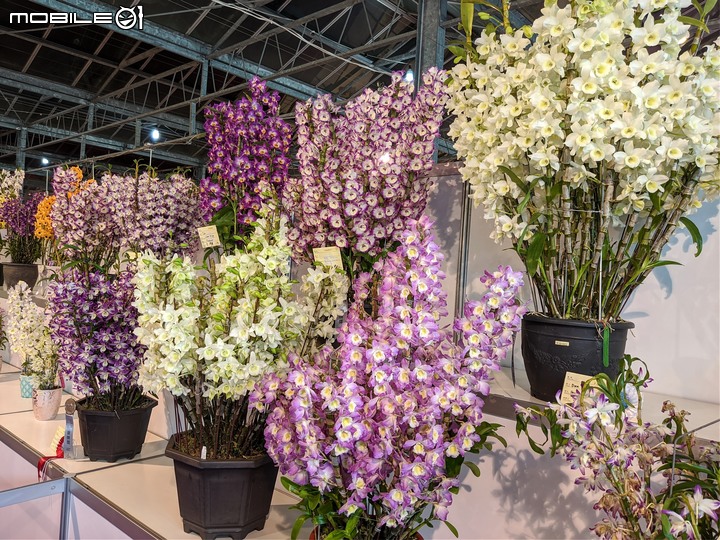 蘭花展 台南市後壁區蘭花生物科技園區 03/26