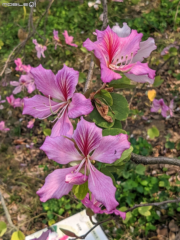 羊蹄甲 台南市北區台南公園 03/06