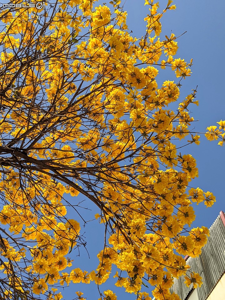 黃花+紅花風鈴木 台南市北區東豐路 03/12