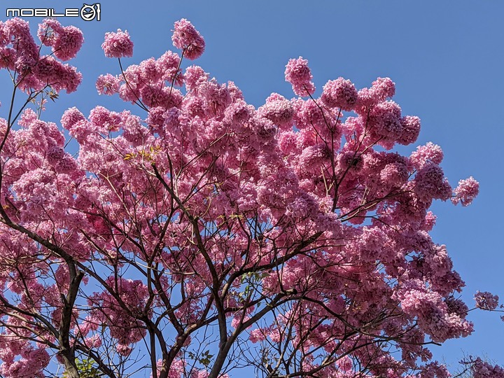 黃花+紅花風鈴木 台南市北區東豐路 03/12