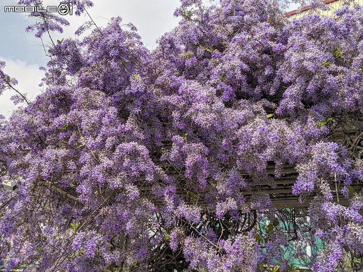 錫葉藤 台南市永康區藝園園藝 03/18