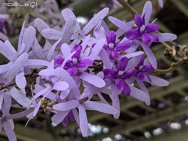錫葉藤 台南市永康區藝園園藝 03/18