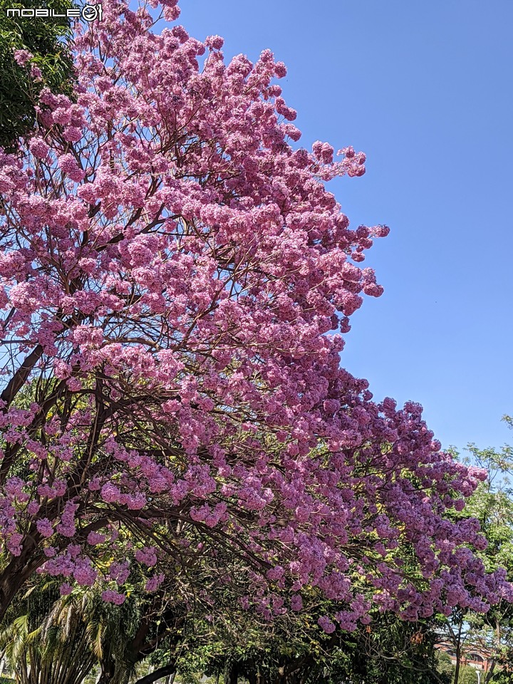 紅花風鈴木 台南市東區南紡購物中心 03/13