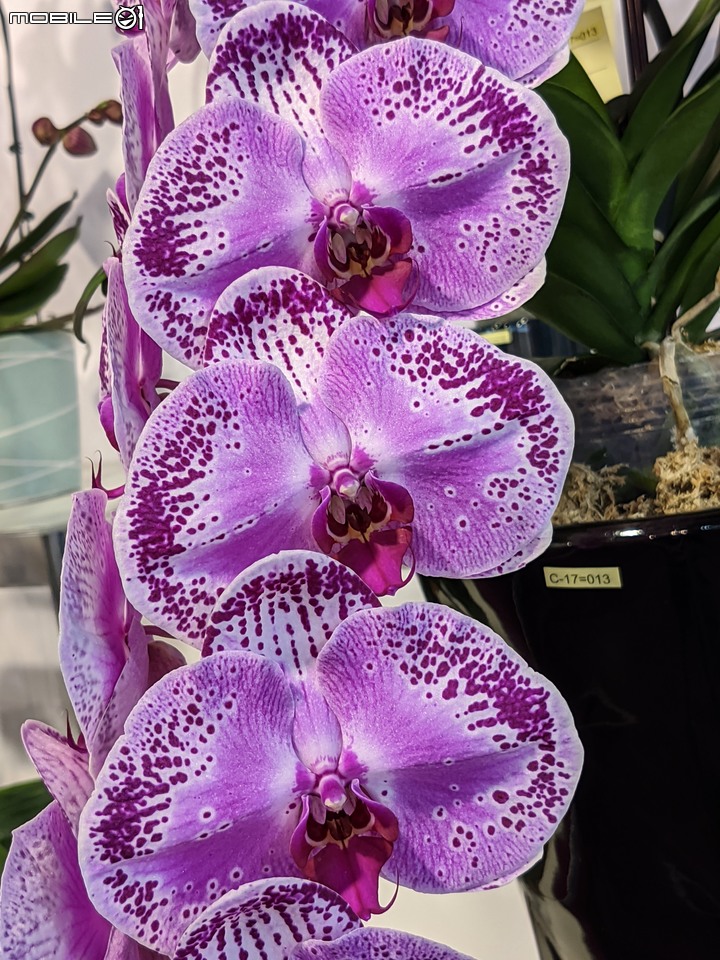蘭花展 台南市後壁區蘭花生物科技園區 03/26