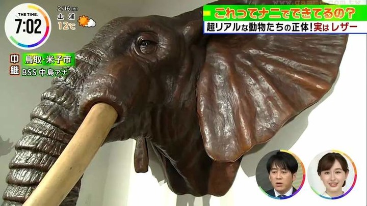 《世界唯一的皮革藝術家》動物模型栩栩如生 皮革美術館成了鳥取最新觀光景點