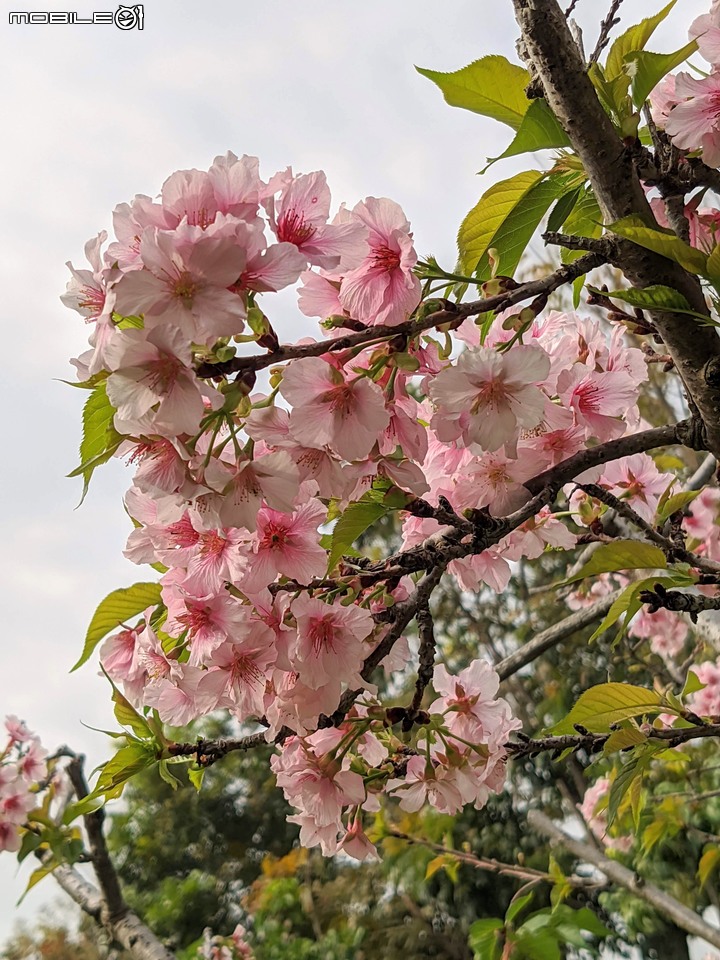 垂柳+河津櫻 台南市東區巴克禮公園 03/20