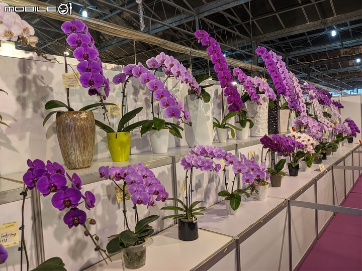 蘭花展 台南市後壁區蘭花生物科技園區 03/26