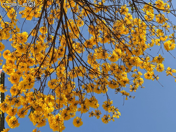 黃花+紅花風鈴木 台南市北區東豐路 03/12
