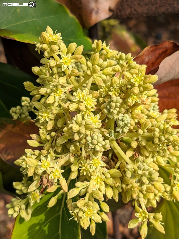 木麻黃 台南市安平區湖濱水鳥公園 03/20