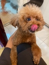這位貴賓頭好壯壯來報到 ＆魚油小問題請益