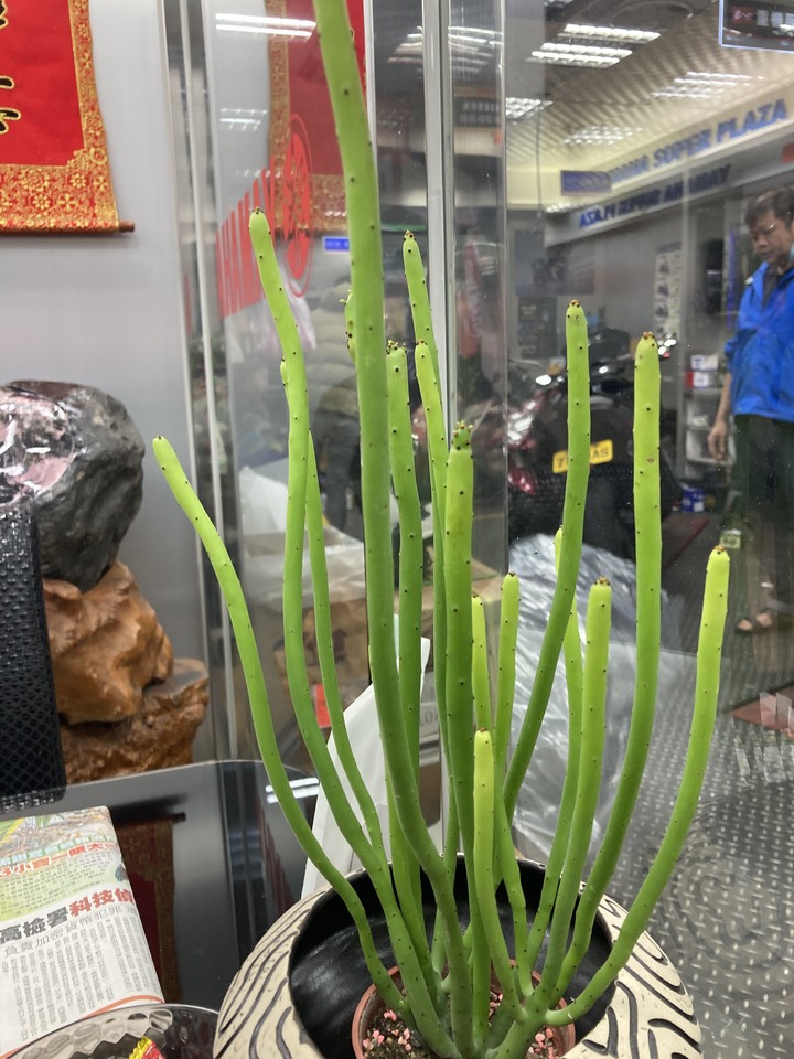 有誰知道這個植物是什麼？
