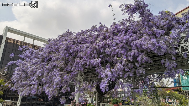 錫葉藤 台南市永康區藝園園藝 03/18